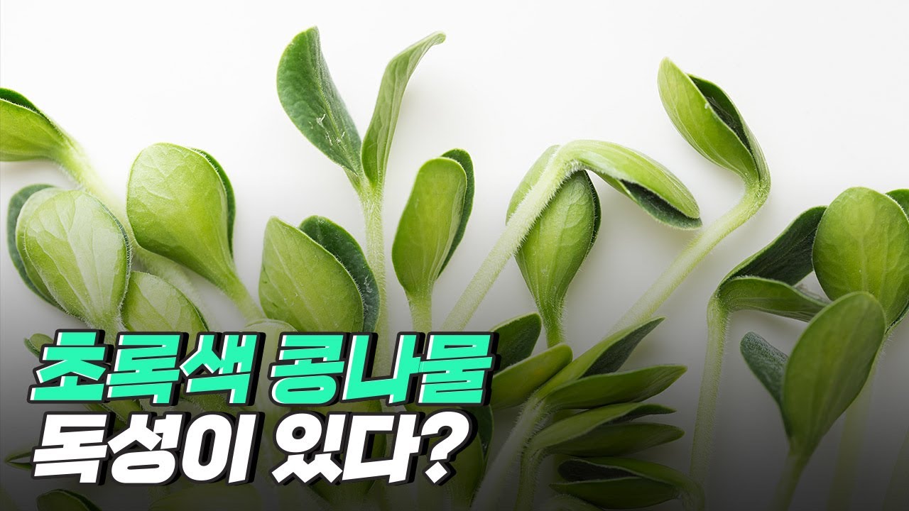 [핫클립] 초록 콩나물에는 독성이 있다?