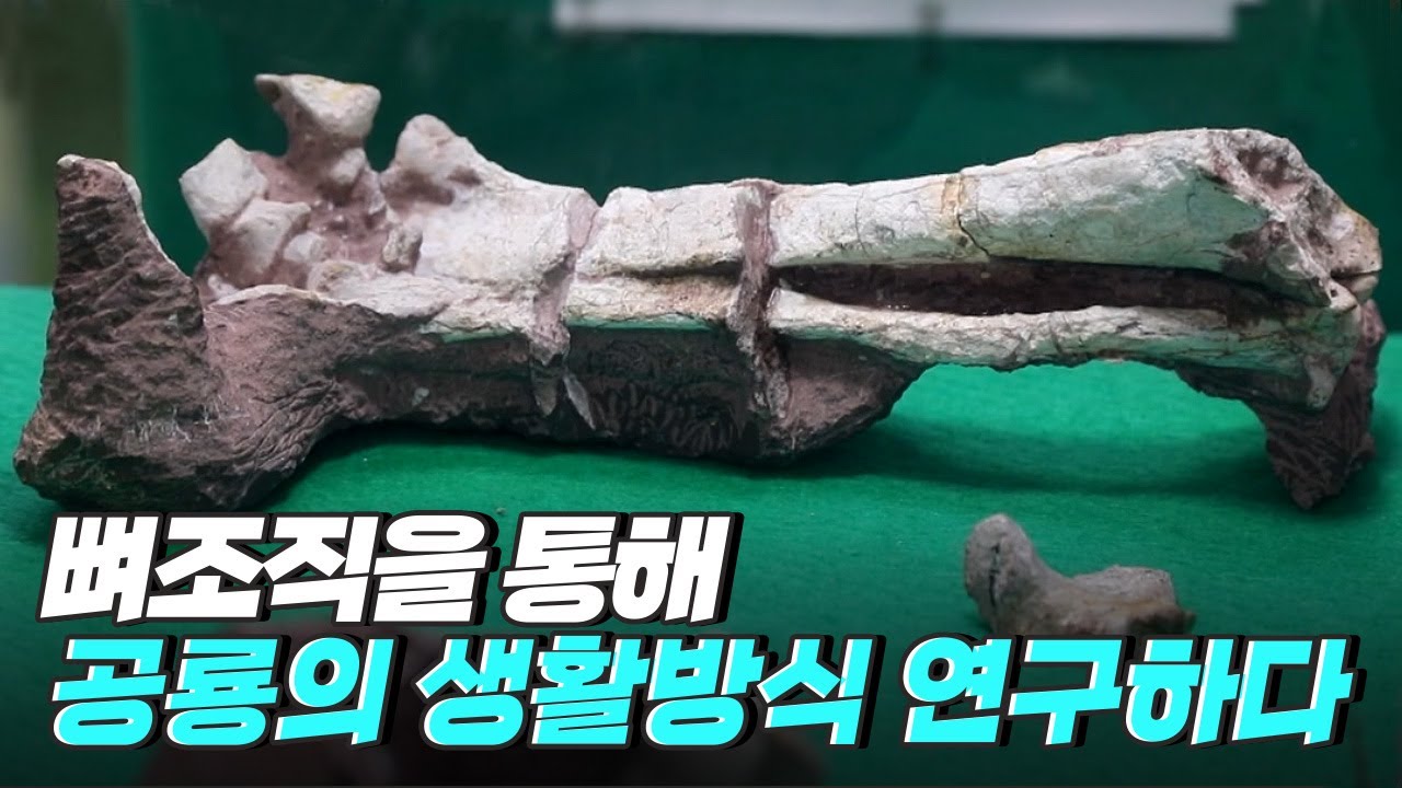 [핫클립] 공룡의 생활방식을 뼈 조직을 통해 연구하다