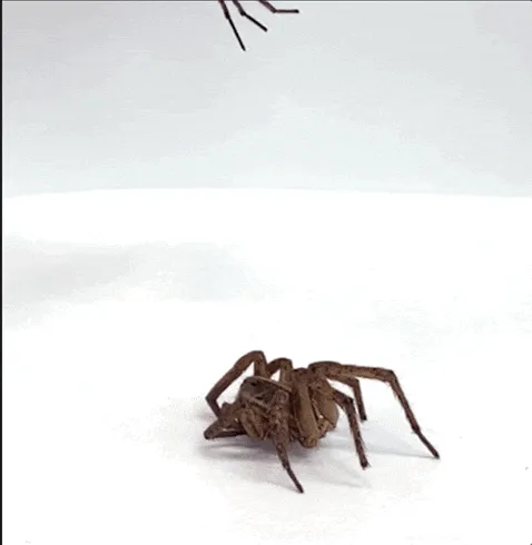 항문 건강 알아봐주는 스마트 변기? 2023 이그노벨상 받은 연구들