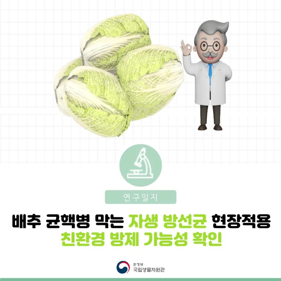 배추 균핵병 막는 자생 방선균 현장 적용 친환경 방제 가능성 확인