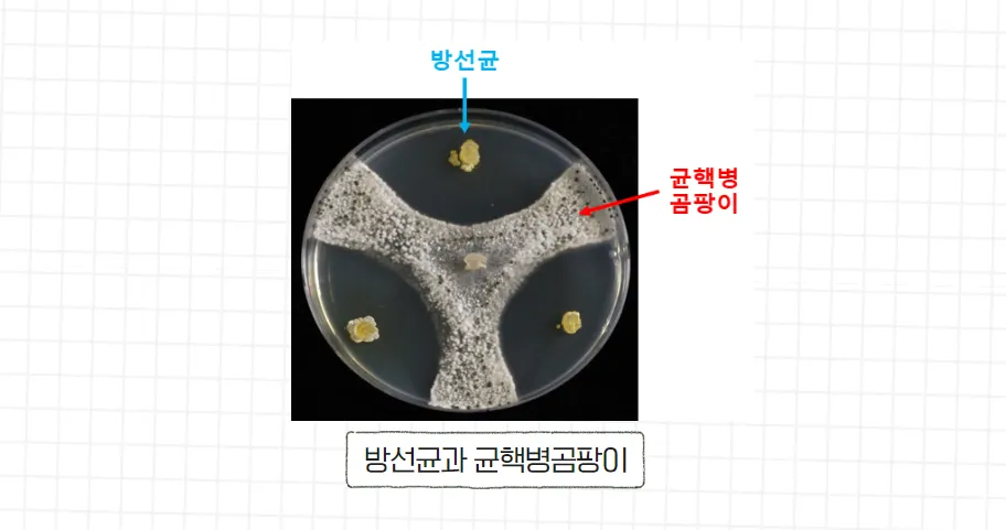 배추 균핵병 막는 자생 방선균 현장 적용 친환경 방제 가능성 확인