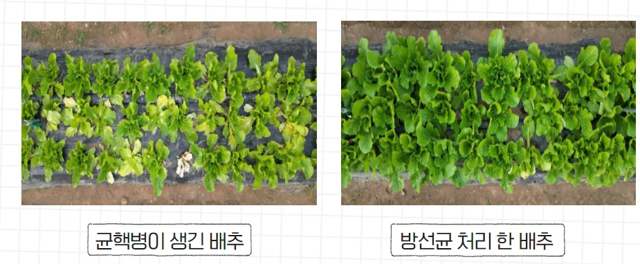 배추 균핵병 막는 자생 방선균 현장 적용 친환경 방제 가능성 확인