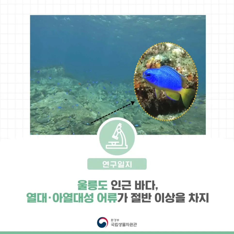 울릉도 인근 바다, 열대·아열대성 어류가 절반 이상을 차지
