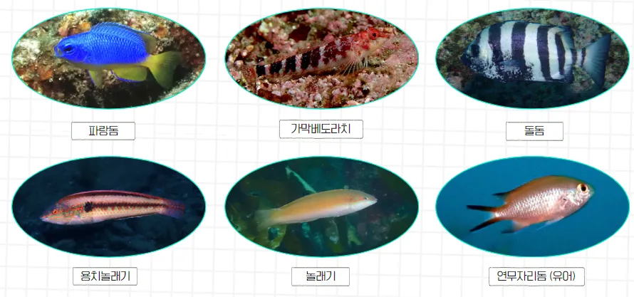 울릉도 인근 바다, 열대·아열대성 어류가 절반 이상을 차지