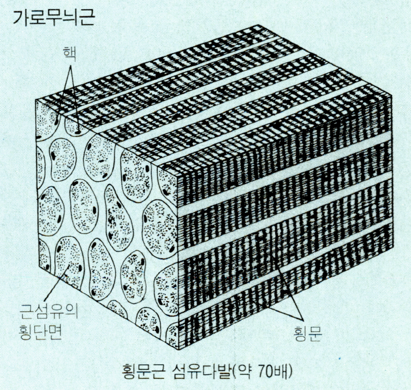가로무늬근(striated muscle )