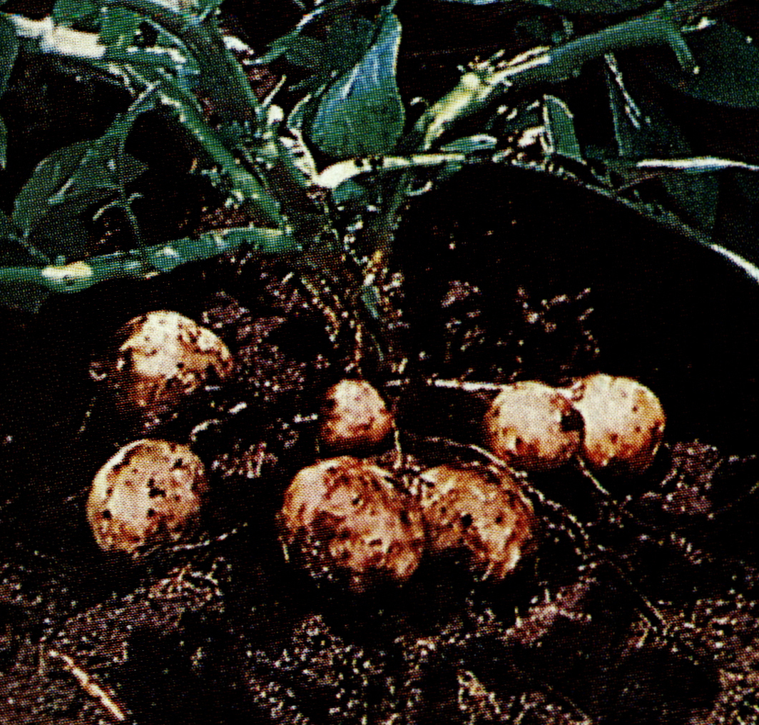 덩이줄기(tuber)