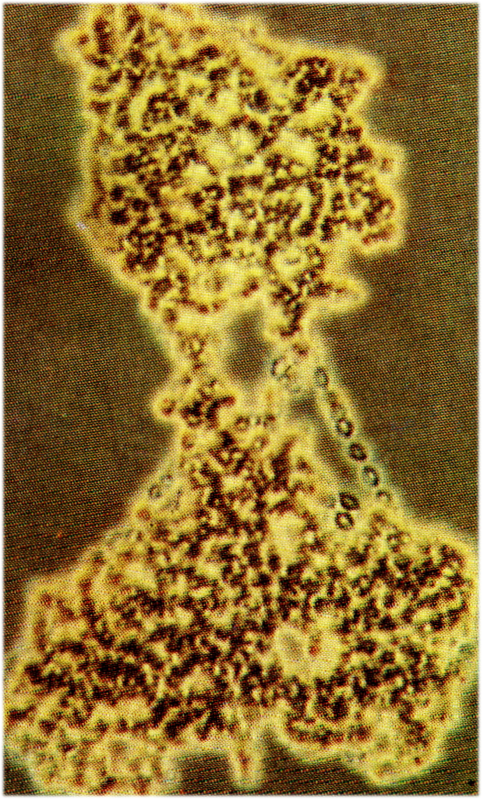 응집(aggregation : cohesion )