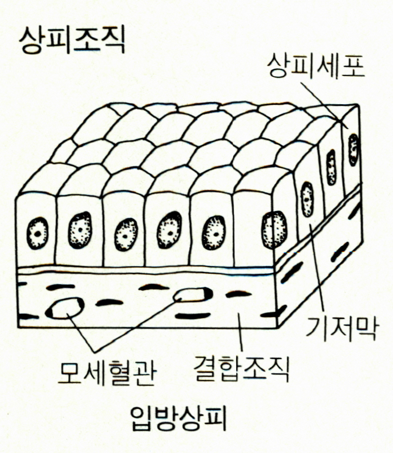 상피조직(epithelium tissue)