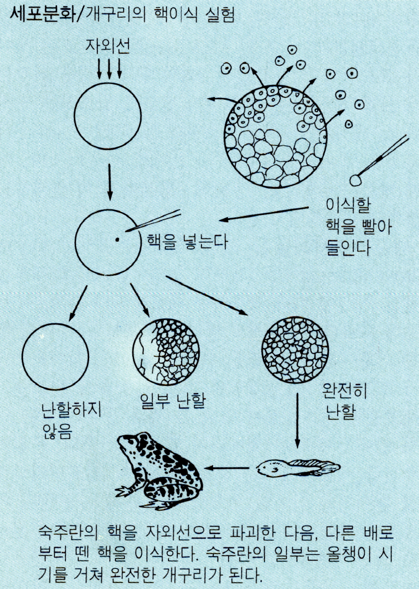 세포분화(cell differentiation)