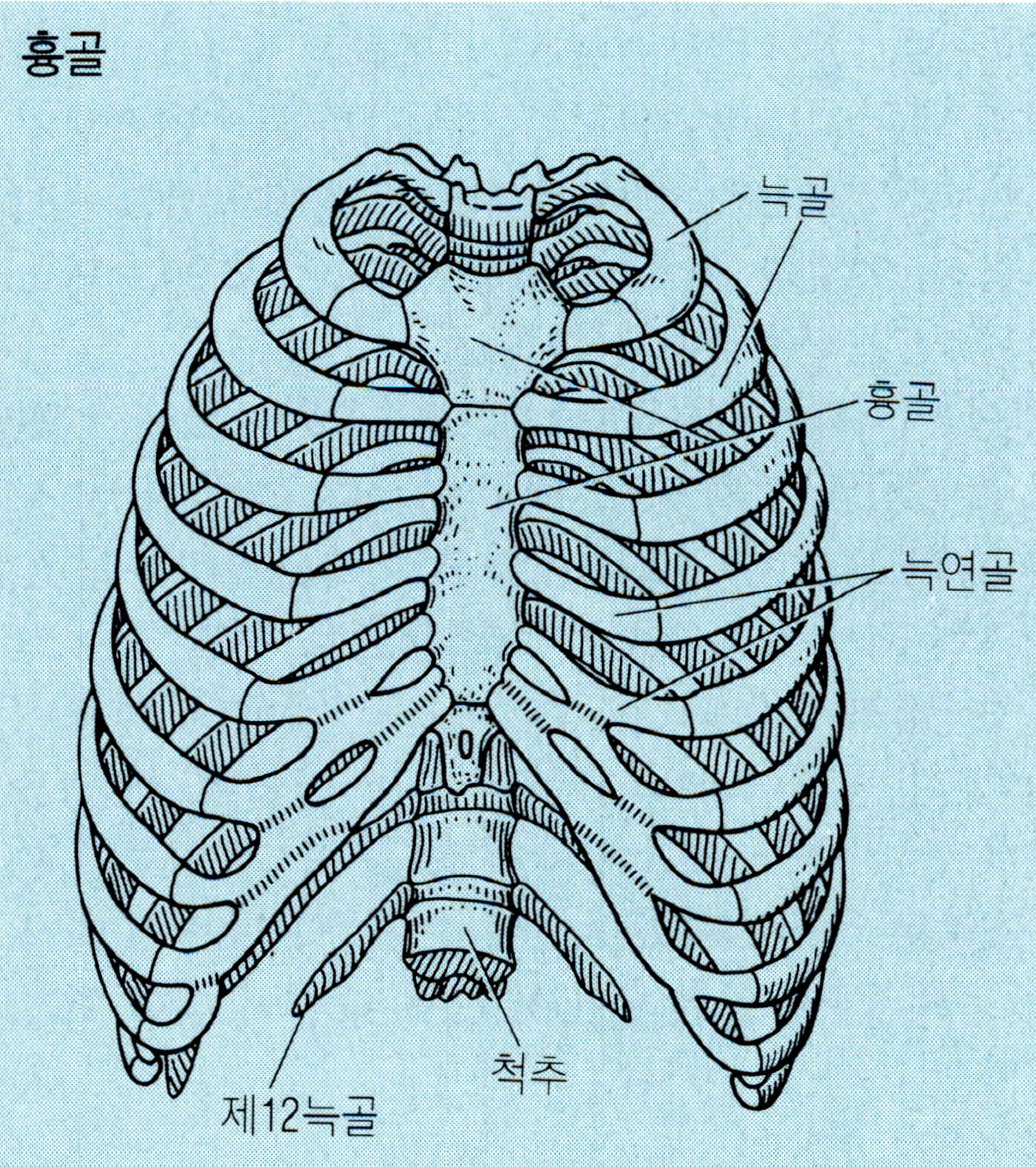 흉골(breast bone)