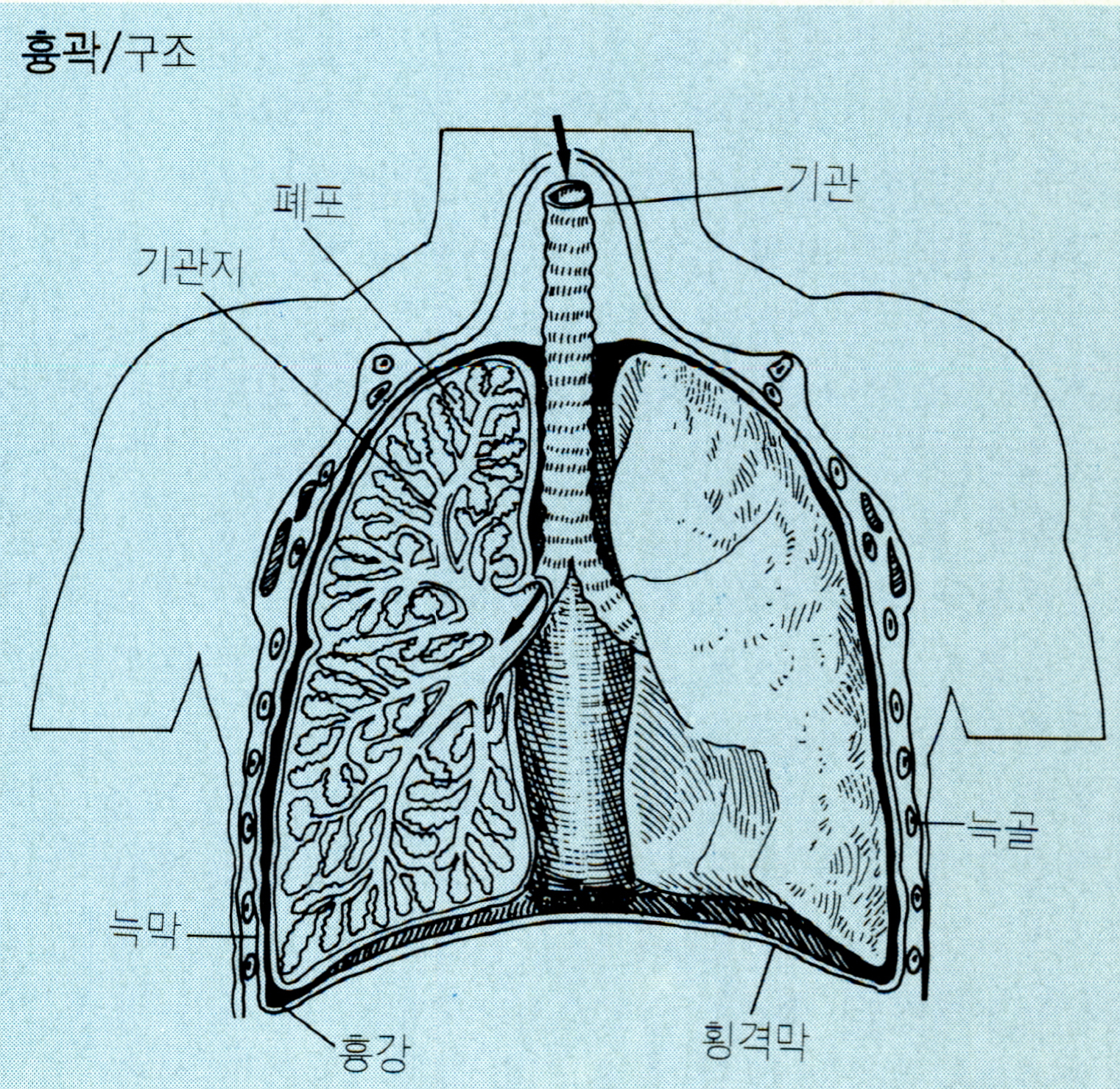 흉곽(thorax)