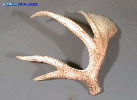 녹각