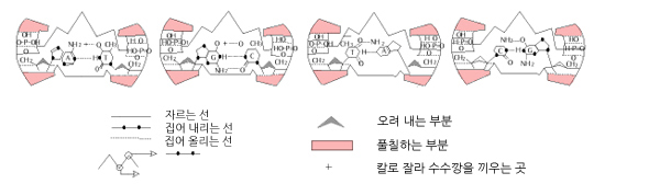 DNA 모형