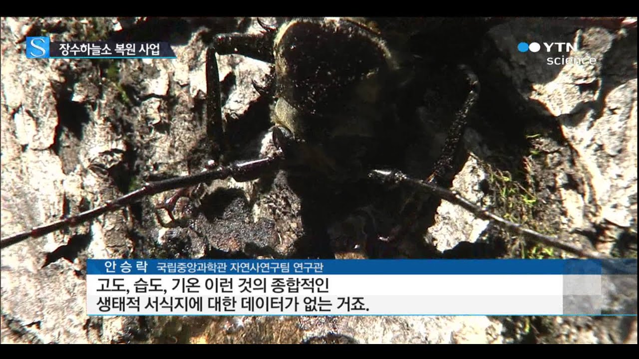 복원 사업 7년,토종 장수하늘소 부활하나