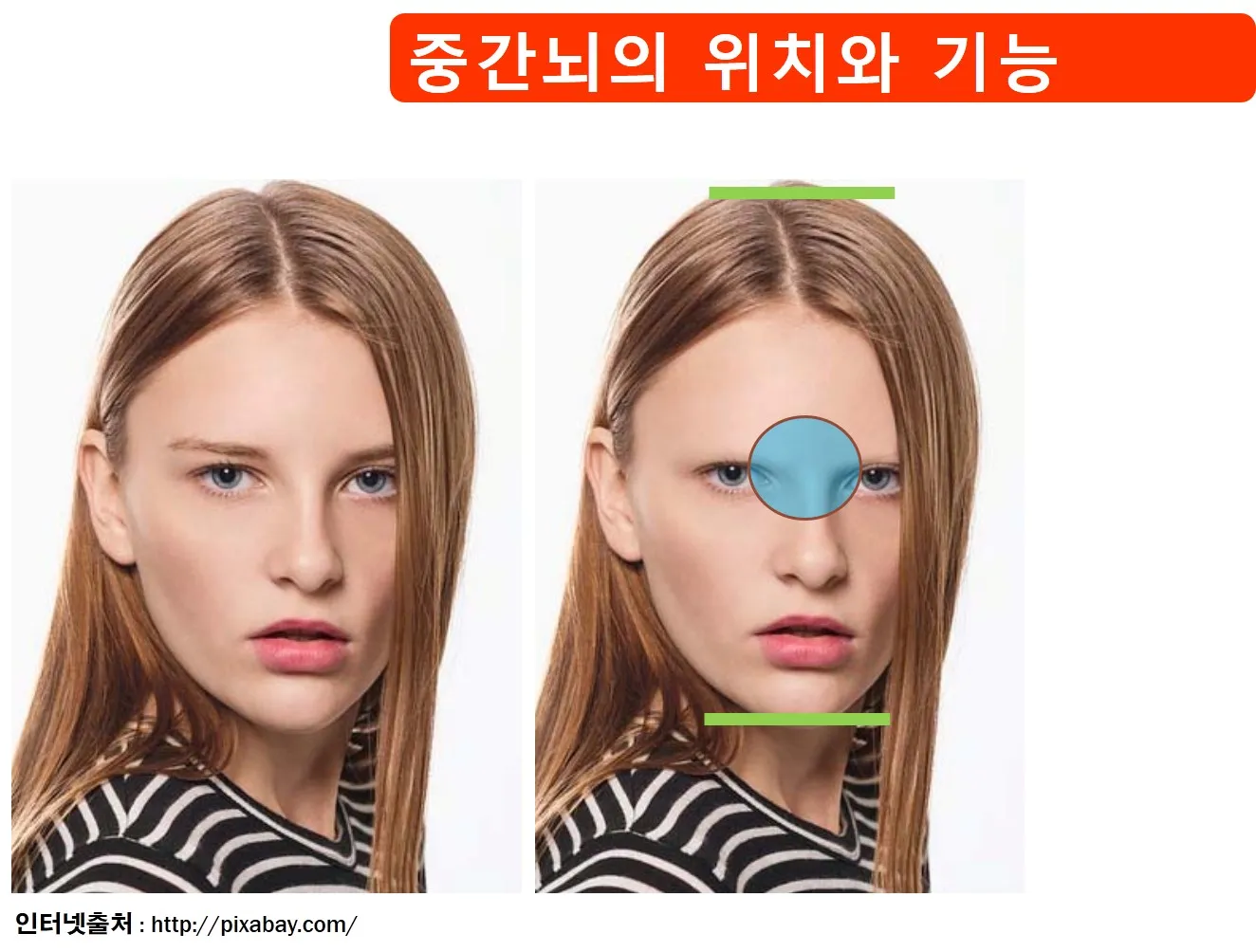 [중등] 자극과 반응 '중추신경계의 구성과 기능' (류정혜 교사)