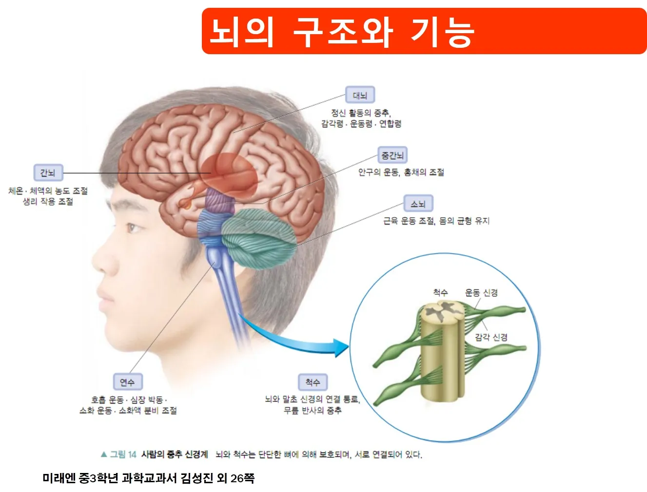 [중등] 자극과 반응 '중추신경계의 구성과 기능' (류정혜 교사)
