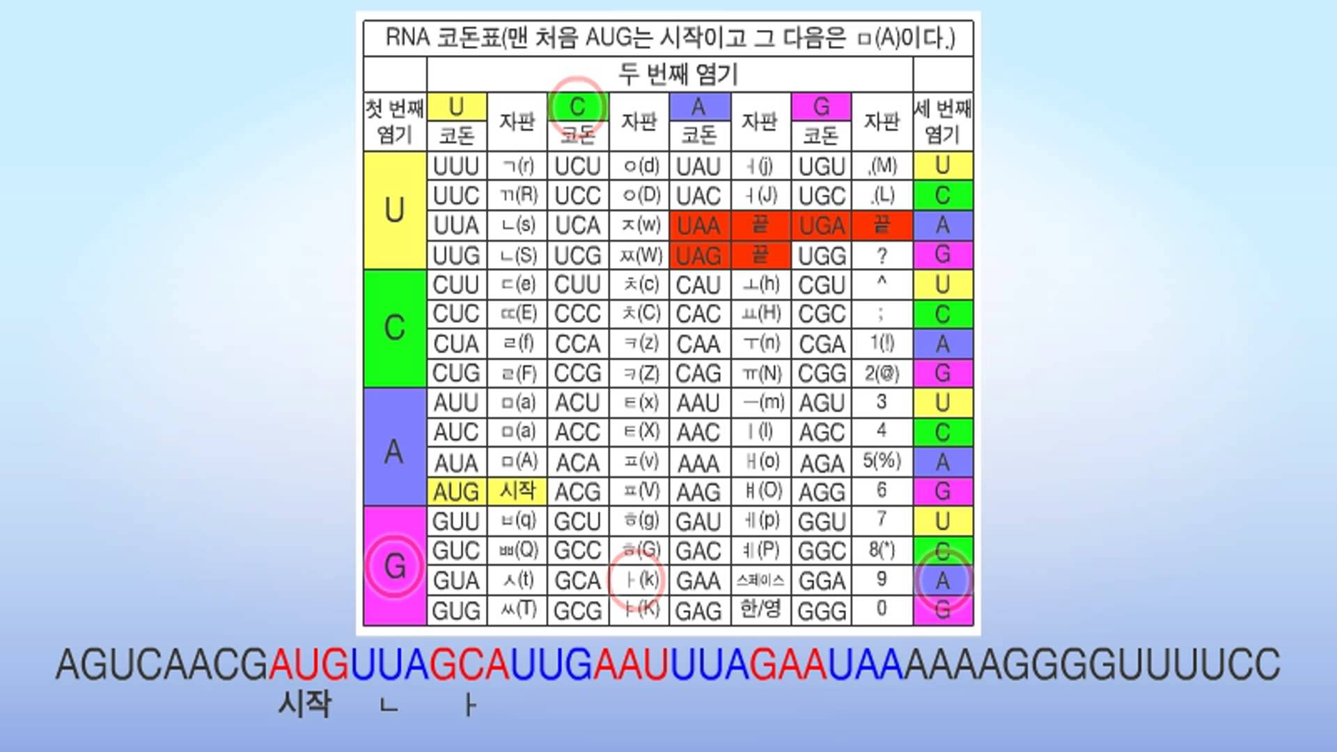 [고등과학] 단백질이 합성되는 과정_컴퓨터 자판 RNA 코돈표로 유전암호 편지쓰기