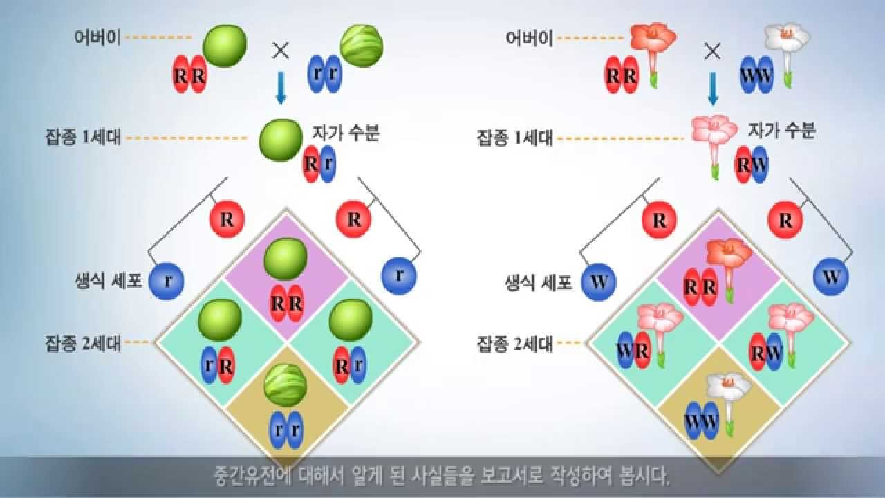 [고등생명과학] 중간유전_중간유전 자료해석 비계