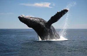 고래[Whale]