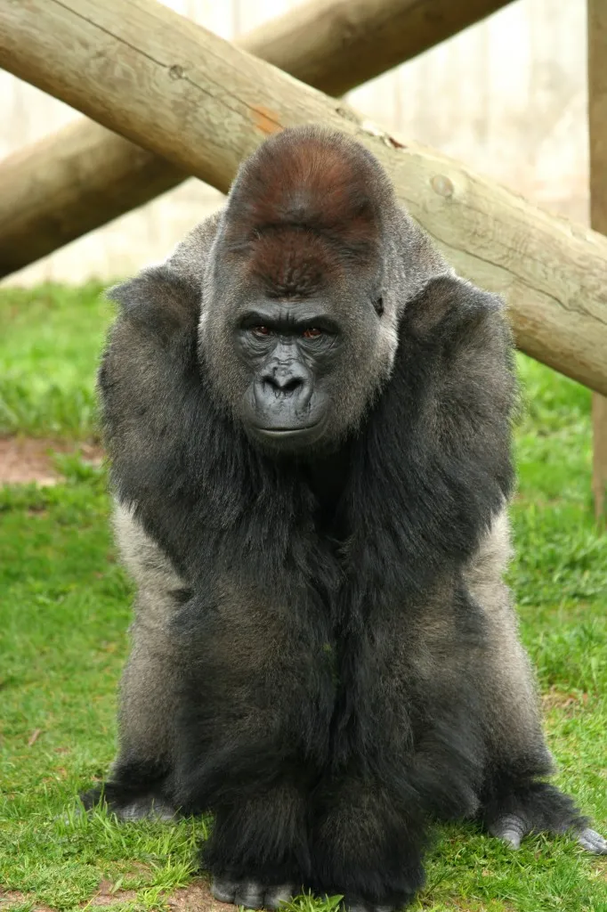 고릴라[Gorilla]
