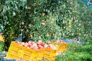 과수원[果樹園,Orchard]