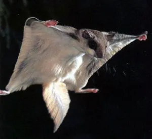 날다람쥐[flying squirrel]