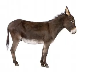 당나귀[Donkey]