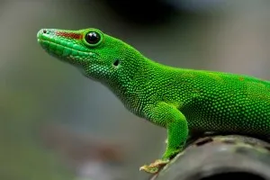 도마뱀붙이[gecko]