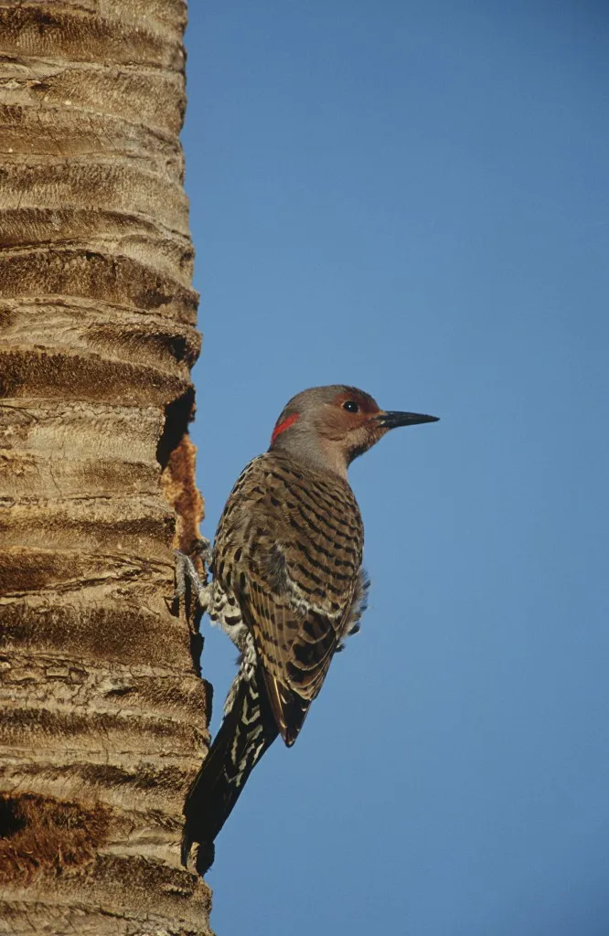 딱따구리[woodpecker]