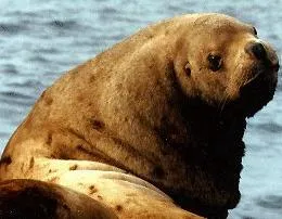 바다사자[Stellers sea lion]