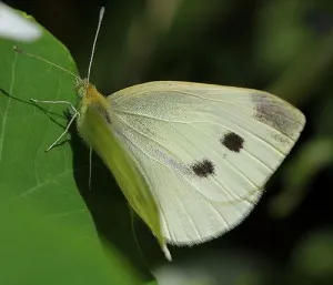배추흰나비[Common cabbage butterfly]