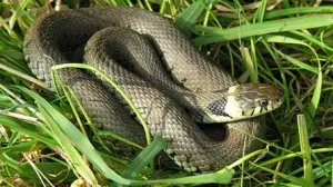뱀[Snake]