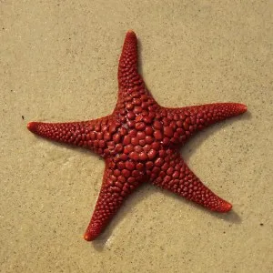 불가사리[Sea star]