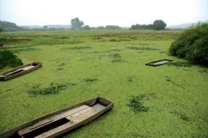 우포늪[Upo Wetland]