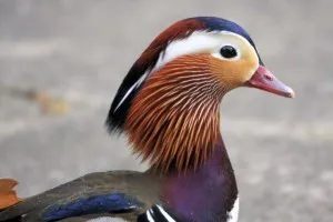 원앙[鴛鴦,Mandarin Duck]