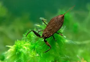 장구애비[water scorpion]