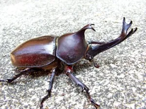 장수풍뎅이[beetle]