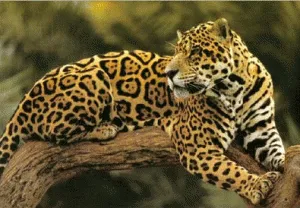 재규어[jaguar]
