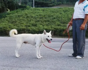 진돗개[Jindo dog]