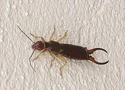 집게벌레[Dermaptera]