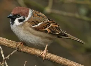 참새[Tree Sparrow]