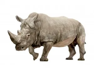코뿔소[Rhinoceros]