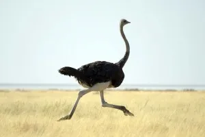 타조[駝鳥,Ostrich]
