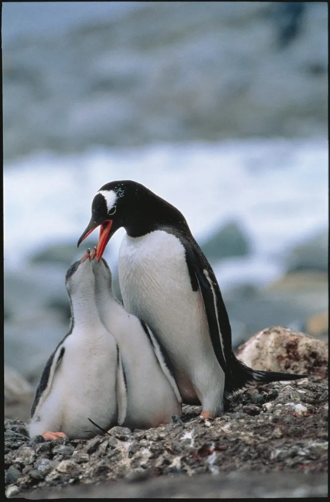 펭귄[penguin]