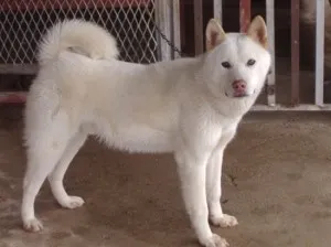 풍산개[Poongsan Dog]