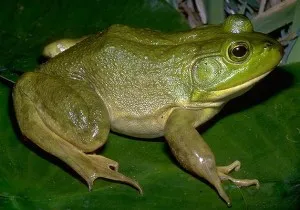 황소개구리[Bullfrog]