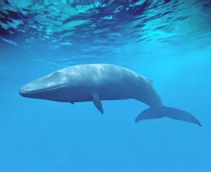 흰긴수염고래[blue whale]