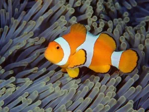 흰동가리[Anemone fish]