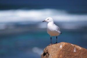 WA-037