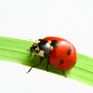 red ladybug